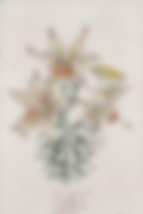 Lilium auratium fornicans (preview)