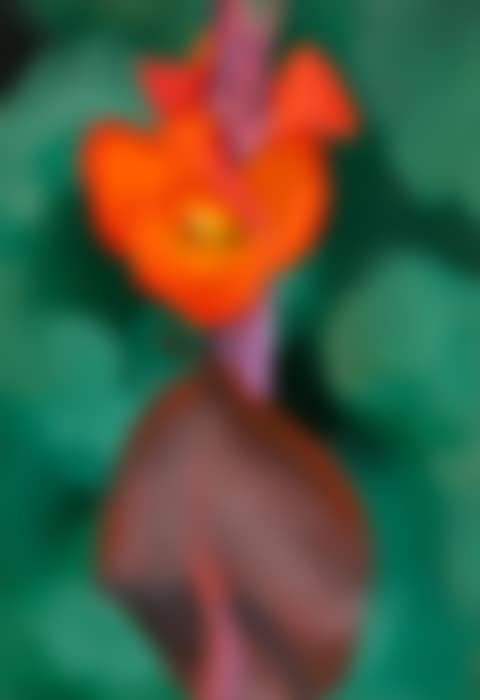 Red Canna (preview)
