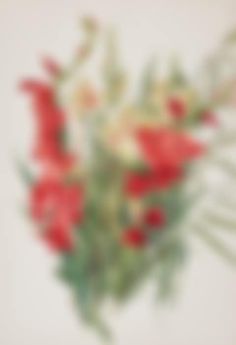 Red and Yellow Gladioli (preview)