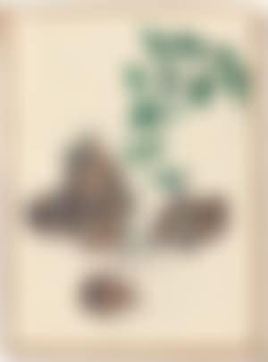 Keimende kartoffeln (preview)