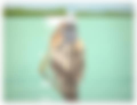 Good Afternoon 2 (preview)