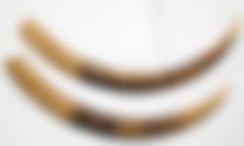 Pair of African elephant tusks (preview)
