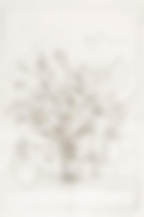 Arbre à Stampa (preview)