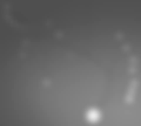 Gypsophila (preview)