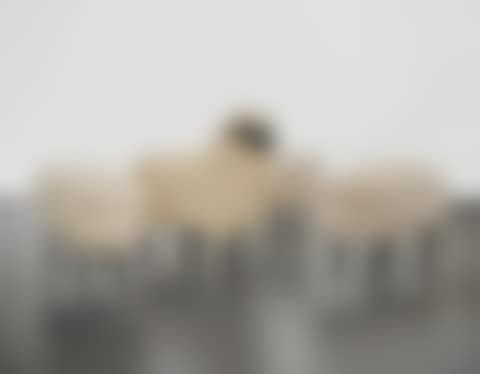 Troupeau de Moutons de Laine (preview)