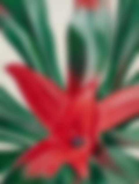 Leaves of a Plant (preview)