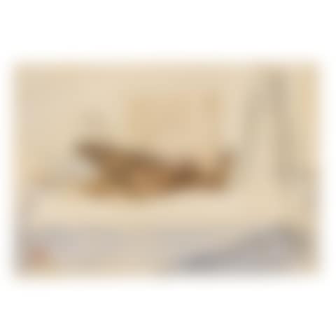 Oiseau mort (preview)