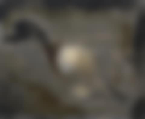 Le canard (preview)