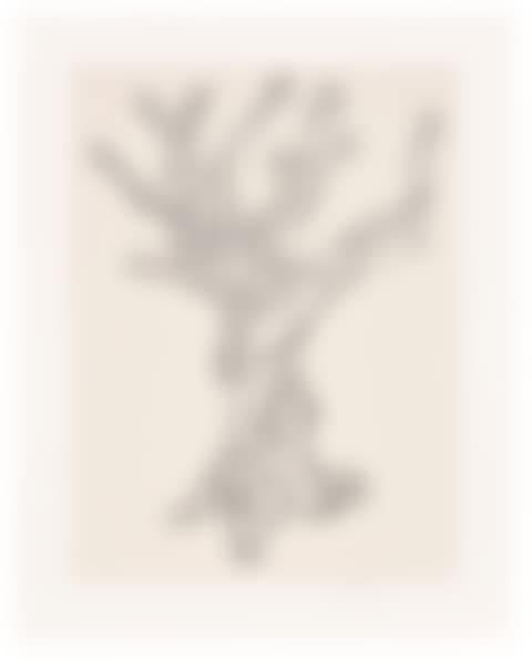 Cedar (Large) (; ) (preview)