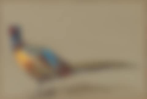 Study of a pheasant (preview)