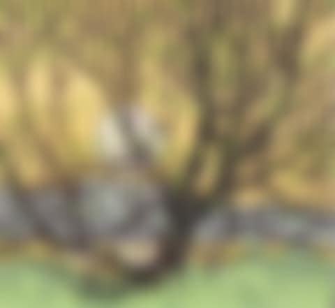 GRENADIER POND (preview)