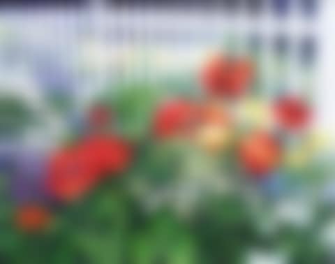UNTITLED; POPPIES AND PICKET FENCE (preview)