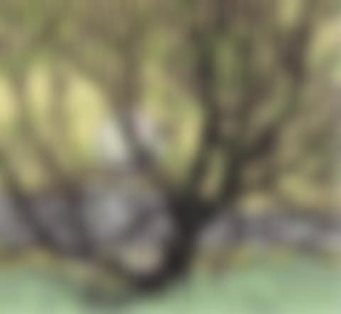 GRENADIER POND (preview)