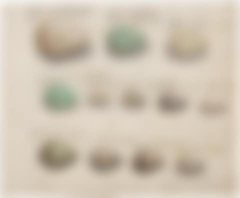 study sheets with various bird eggs. (preview)