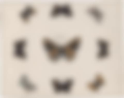 butterflies. (preview)