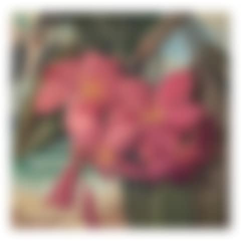 Hilo Plumeria (preview)