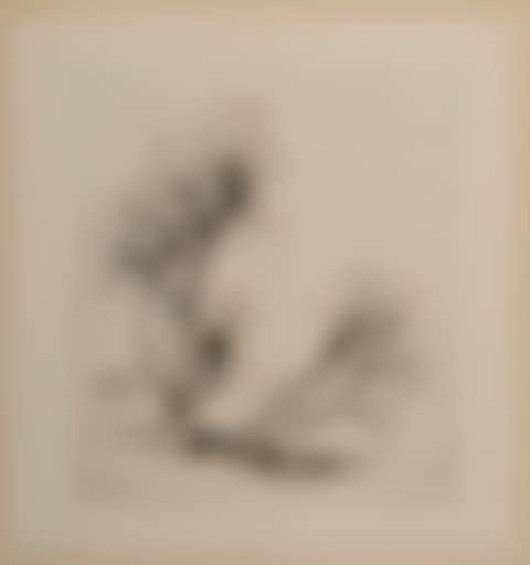 Pollard Willows (preview)