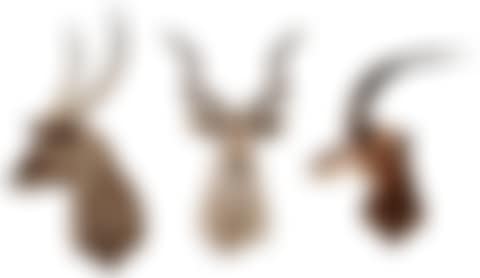 Three African Taxidermy Shoulder (preview)