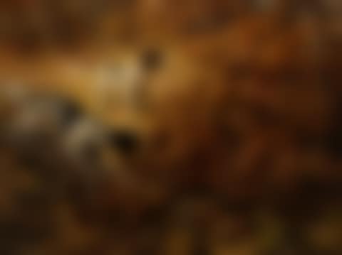 Two Hunting Dogs (preview)