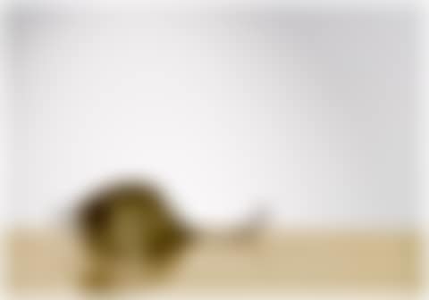 Il telefono (preview)