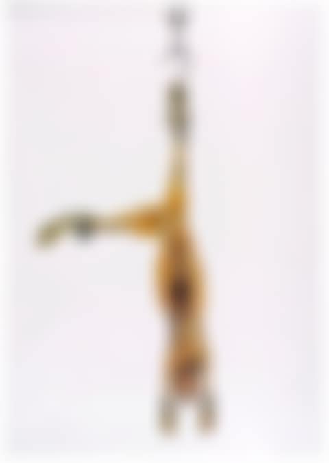 Coniglio (preview)