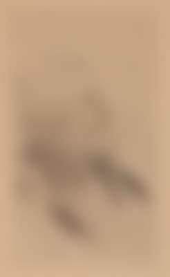 "Charles Maurin" (preview)