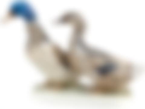 Figure of two ducks (preview)