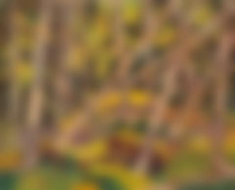 Forest Glade (preview)