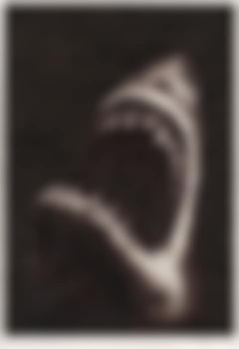 Shark Study 9 (preview)