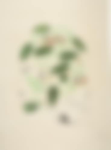 Passiflore (Passiflora laurigera). (preview)
