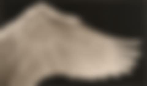 Study of Swan"s Wing (Right) (preview)