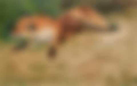 Liegender Fuchs (Lying Fox) (preview)