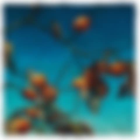 Persimmons (preview)