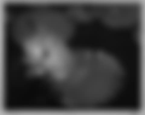 Group of 32 nudes, botanicals, landscapes, product shots, portraits, fashion studies and street scenes by numerous accomplished photographers in various media. (preview)