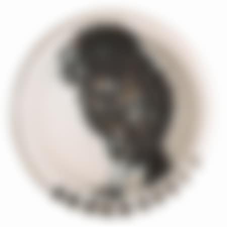 Bird with Worm (preview)