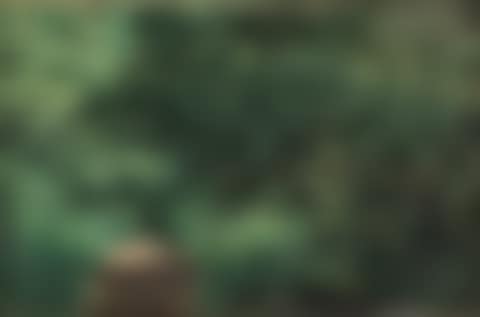 A forest path with a glimps of sunshine (preview)