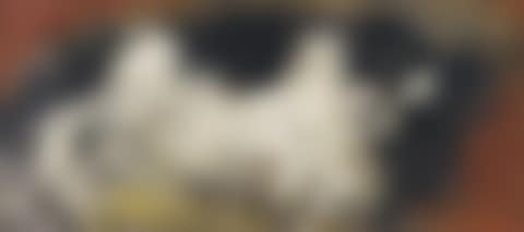 The dog Tama (preview)