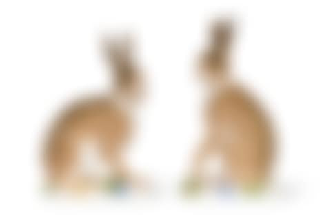 A PAIR OF MEISSEN PORCELAIN MODELS OF SEATED HARES (preview)