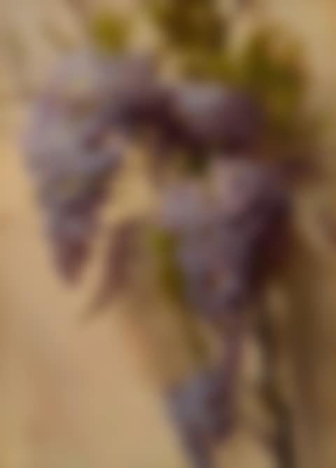 Wisteria on a Wall (preview)