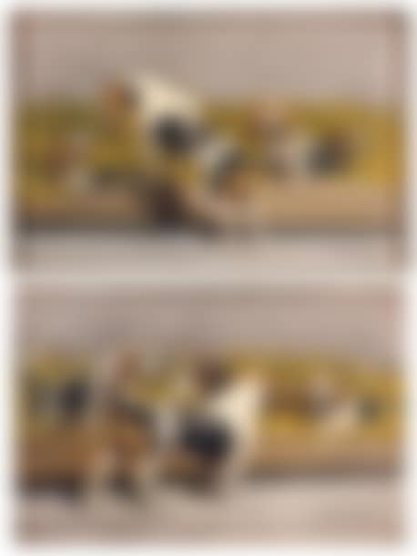 Dogs at the kennel (preview)
