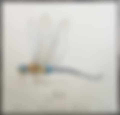 Dragonfly (preview)