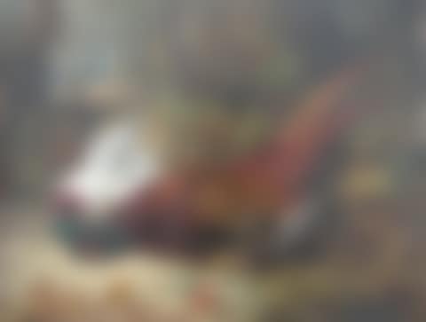 Two pheasants near a branch of holly (preview)