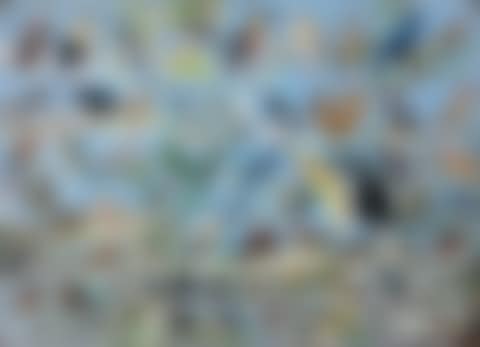 Birds from all continents (preview)