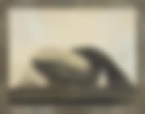 United States Airship Akron. (preview)