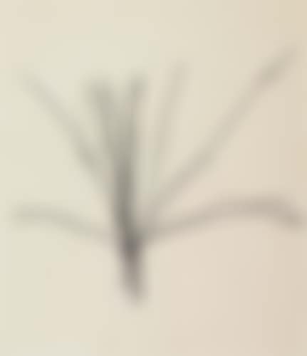 Linear Composition (preview)
