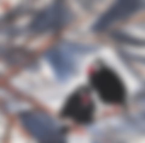 Twin Birds (preview)