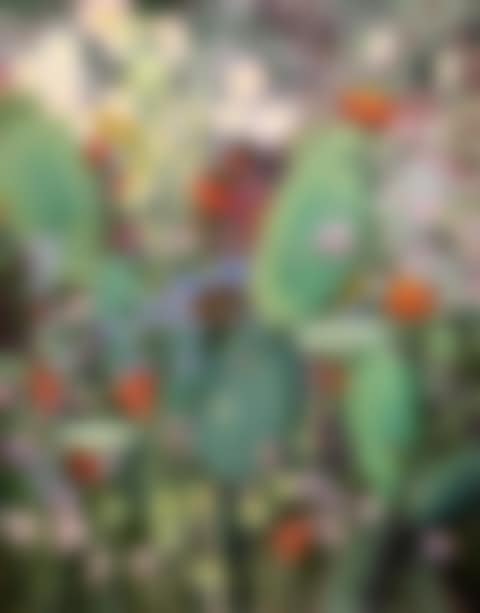 Les Fleurs du Midi (preview)