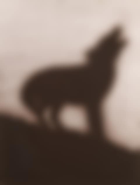 Coyote (Engberg 144) (preview)