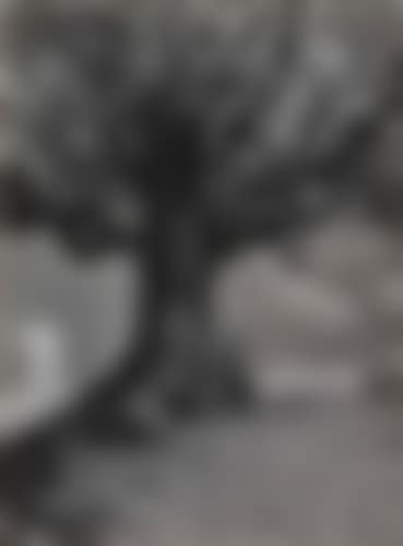 Bergesche A. D. Seidelfeld [Tree Study] (preview)