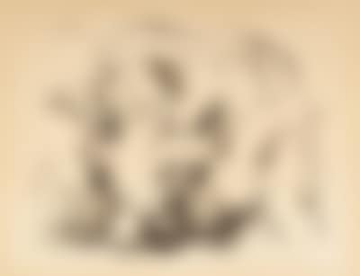 Minotaure et Femme nue (preview)